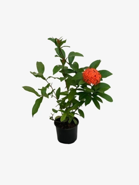 Ixora Coccinea - comprar online