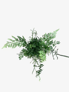 Helecho Pteris - tienda online