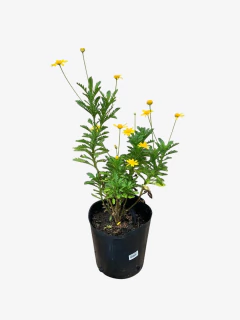 Euryops Verde - VallsGarden