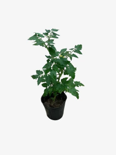 Tomate Cherry en internet