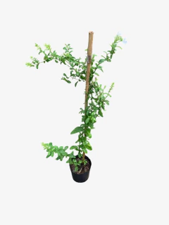 Jazmín del Cielo Blanco - tienda online