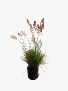 Melinis Repens - comprar online
