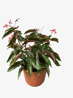 Begonia Avery - comprar online