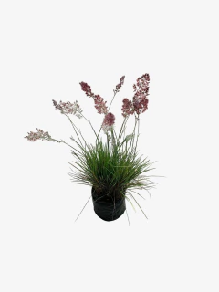 Melinis Repens en internet