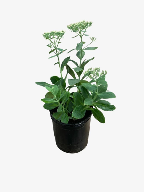 Sedum Spectabilis - comprar online