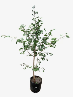 Ginkgo Biloba