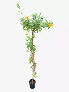 Tecomaria Capensis Harmony Gold - tienda online