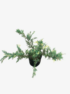Juniperus V. Aurea - VallsGarden