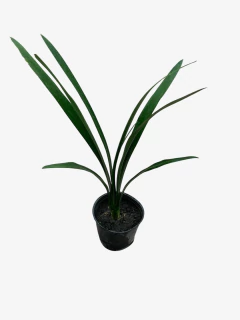 Clivia Miniata - VallsGarden
