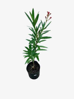 Laurel de Flor - comprar online