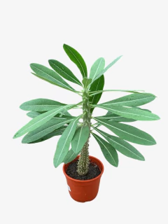 Pachypodium Horombensis