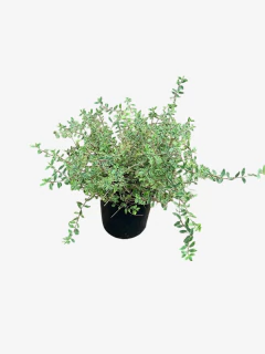 Abelia Grandiflora Nana Variegata Alba - comprar online