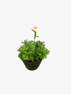 Margarita Africana