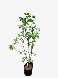 Peral De Flor - tienda online