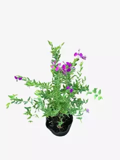Polygala Myrtifolia Grandiflora - tienda online
