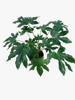 Aralia Sieboldii en internet