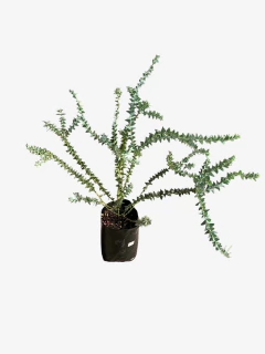 Acacia Cultriformis - tienda online
