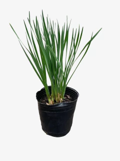 Tulbaghia violacea - VallsGarden