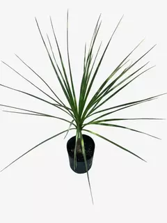 Cordyline Australis Verde (dracena) en internet