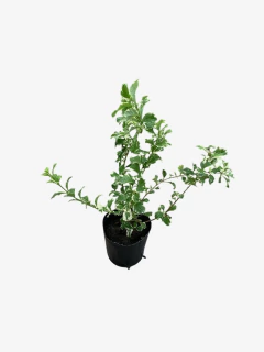 Duranta Erecta Alba - tienda online