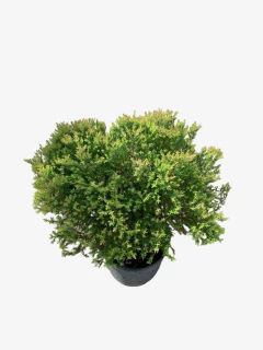 Thuja Rheingold - VallsGarden