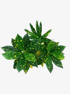 Croton Mandarina - comprar online