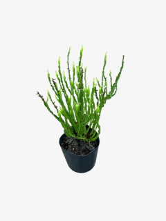 Baccharis trímera (carqueja) - comprar online