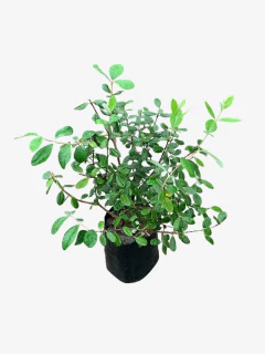 Feijoa Sellowiana (falso guayabo) - comprar online