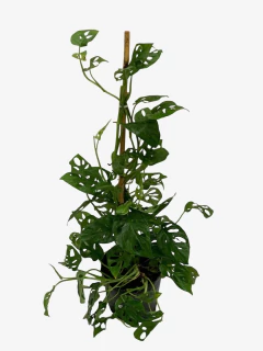 Philodendro Peruviano - VallsGarden
