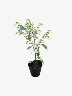 Ficus Hawái en internet