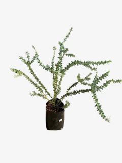 Imagen de Acacia Cultriformis