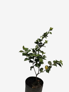 Camellia Japonica - comprar online