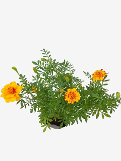 Copete Bonita - comprar online