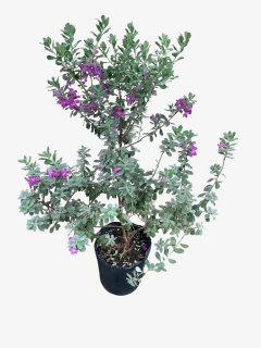 Leucophyllum Compactum - VallsGarden