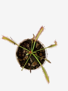 Carnívora Capensis