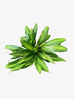 Dracena Kiwi