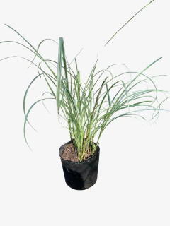 Miscanthus Sinensis Cabaret en internet