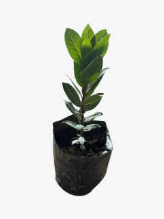 Laurel Comestible - comprar online