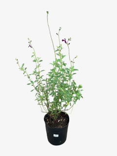 Salvia Greggi - tienda online