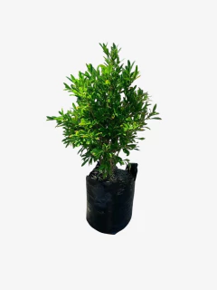 Buxus linearifolia - VallsGarden