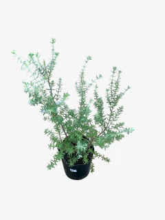 Westringia Fructicosa en internet