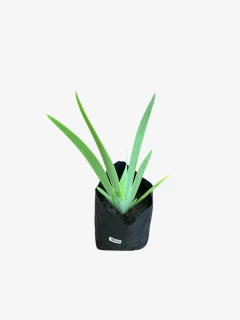Iris Germanica en internet