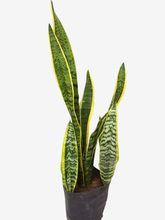 Sansevieria Variegada - comprar online