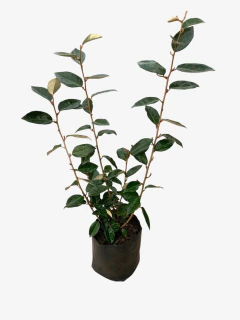 Eleagnus Verde