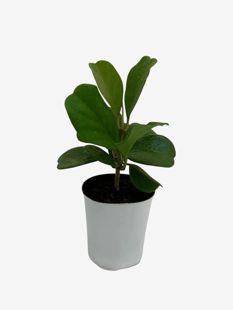 Crassula Hoya Kerry - comprar online