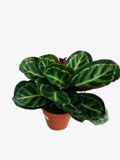 Calathea Medallion - tienda online