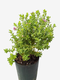 Polygala enana - comprar online