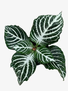 Aphelandra - comprar online