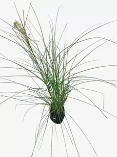 Miscanthus Sinensis Gracillimus - VallsGarden