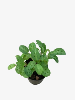 Calathea Maranta Kerchoviana en internet
